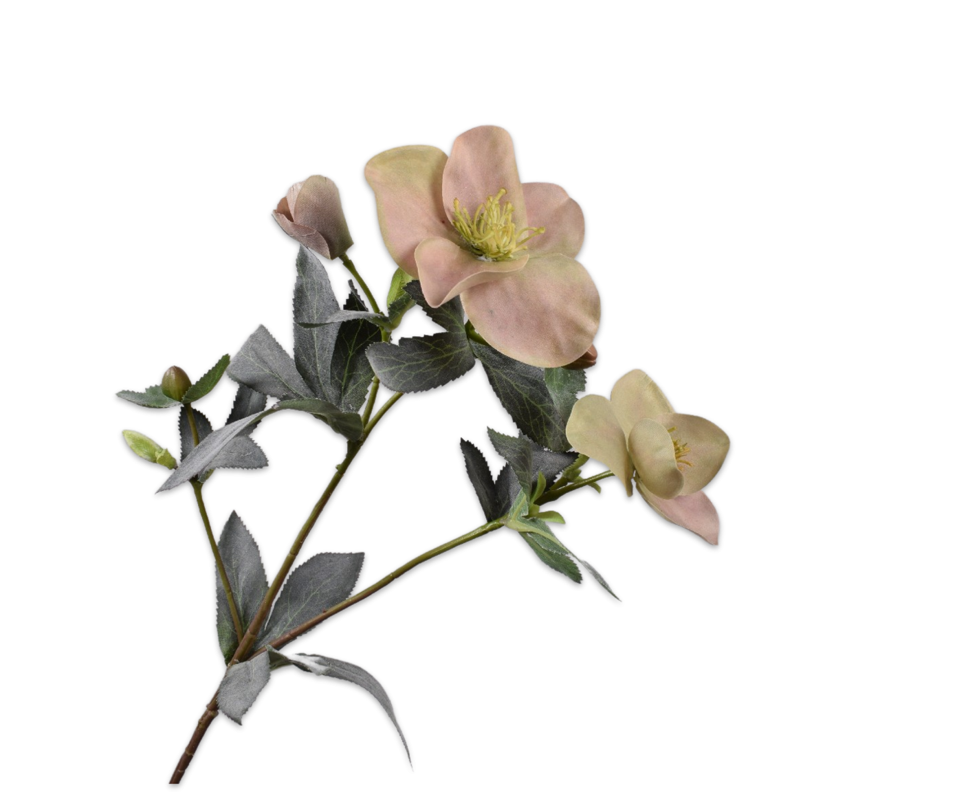 Helleborus Spray Pink 64cm