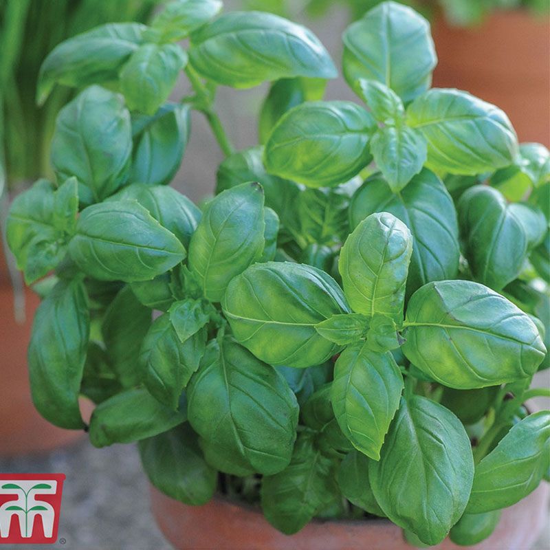Herb Basil Sweet Green 25 Percent Extra