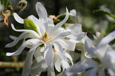 Magnolia Stellata Royal Star CLT 45 125-150