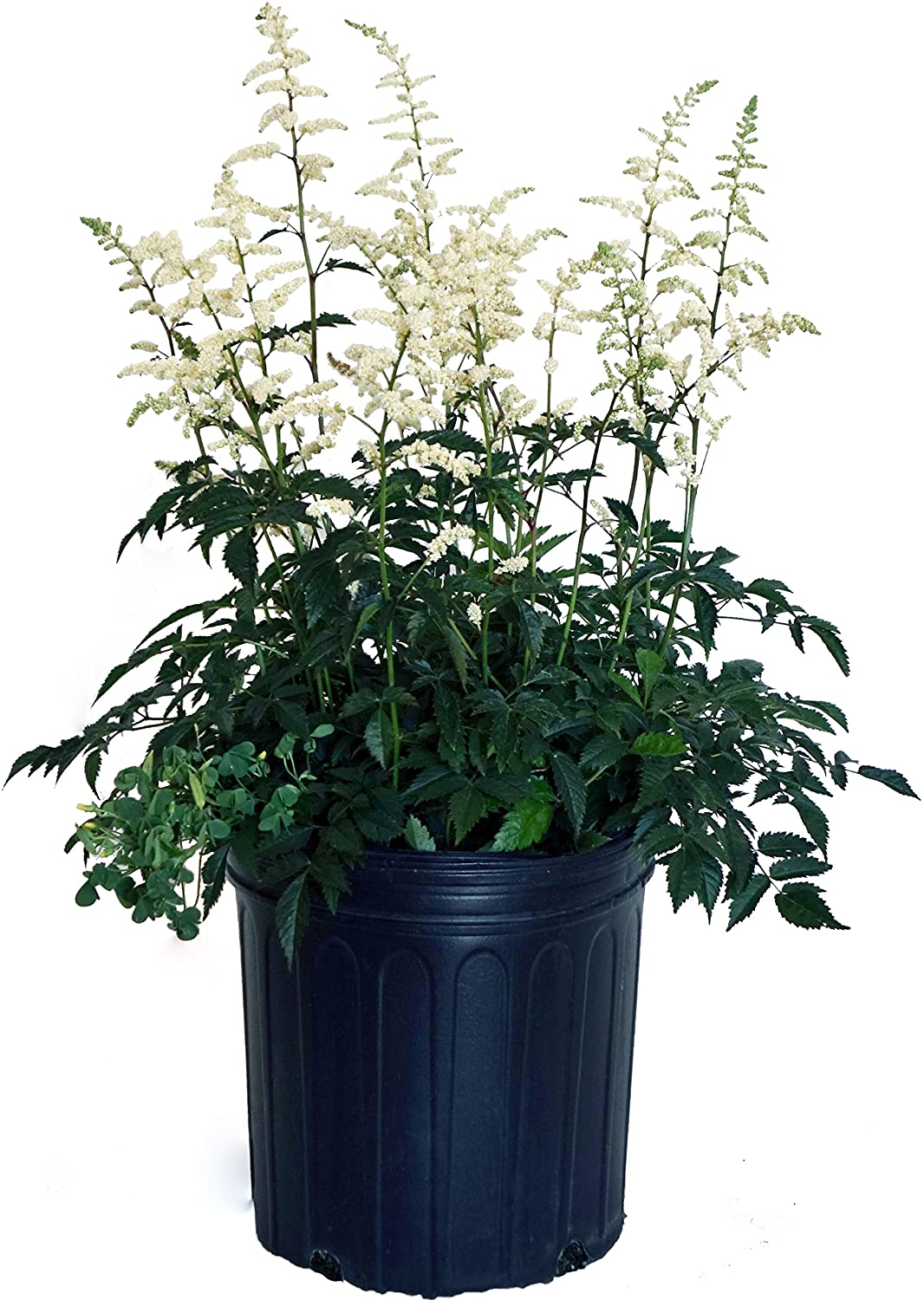 Astilbe - White - M