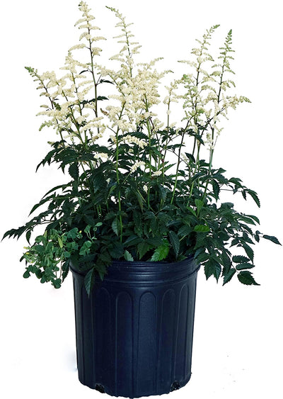 Astilbe - White - M
