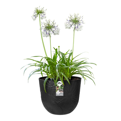 Fuente Lily Round 30Cm (Black)