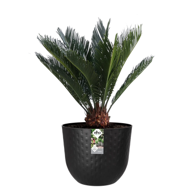 Fuente Grains Round 30Cm (Black)