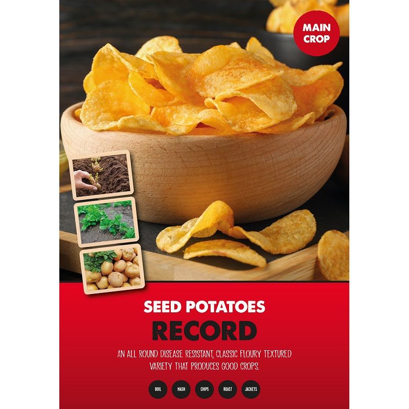 Record Seed Potatoes- 2kg 35-60mm
