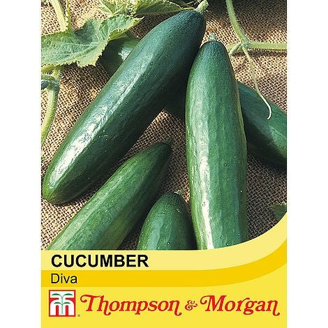 Cucumber Diva - The Pavilion