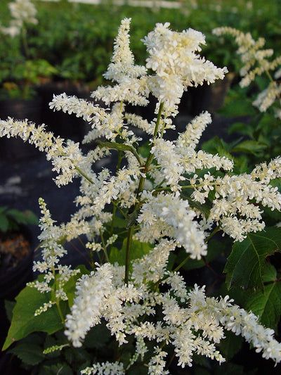 Astilbe - White - M