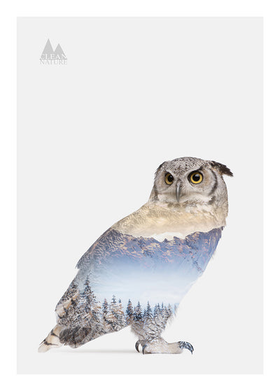 Snow Owl I, 50cmx70cm wall art