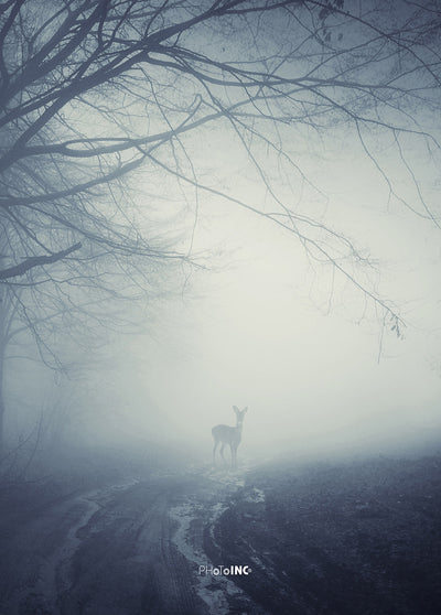 Misty Road, 50cmx70cm wall art