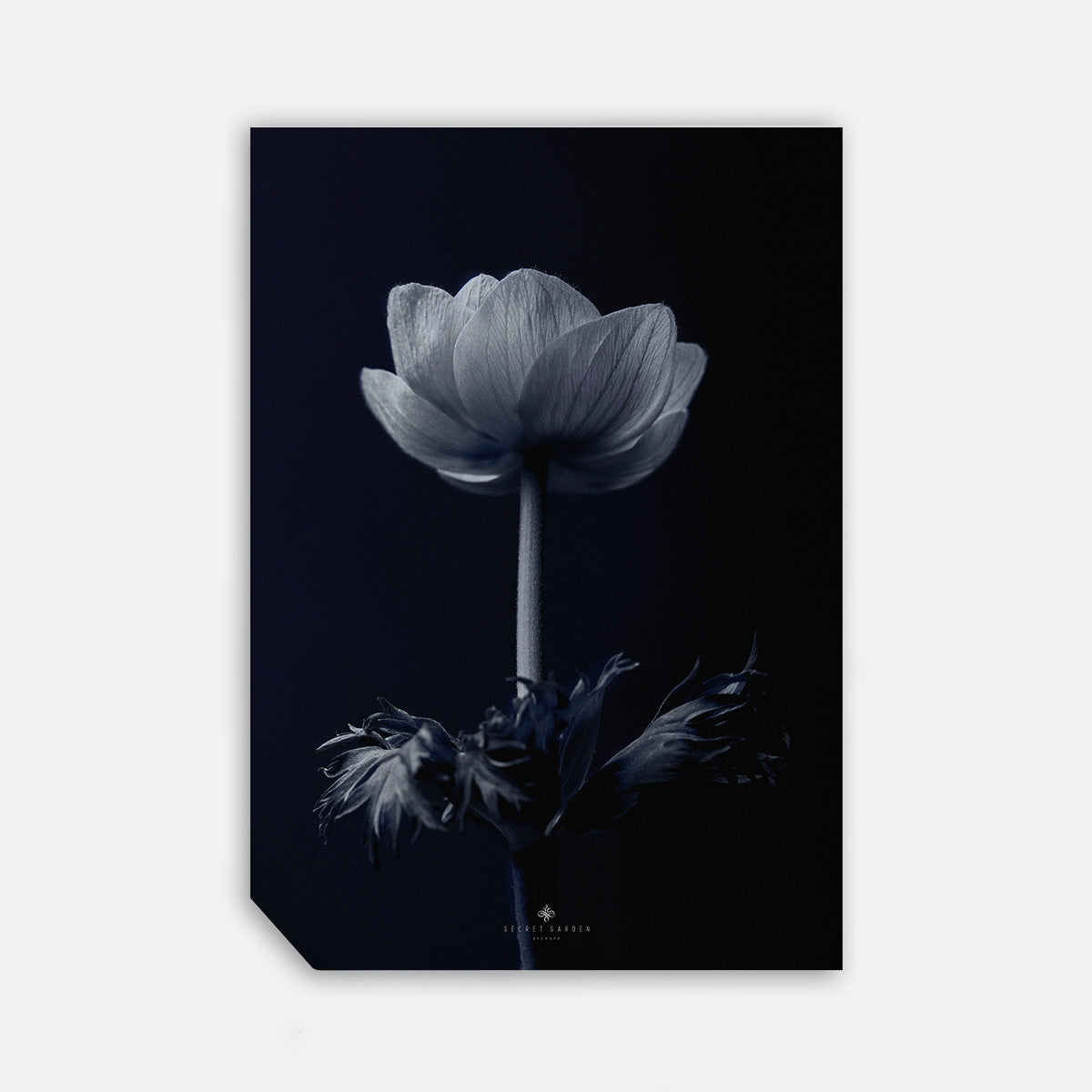 Anemone, 50cmx70cm wall art