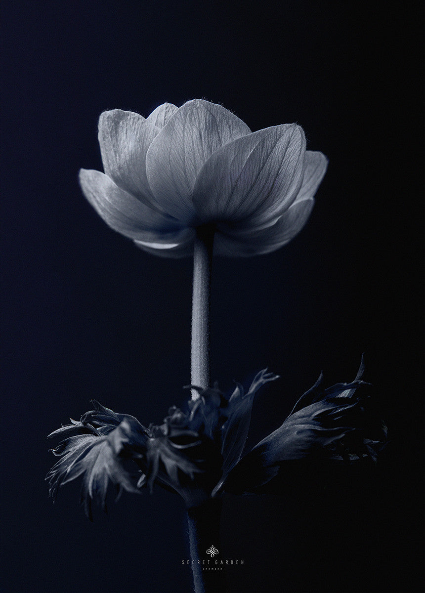 Anemone, 50cmx70cm wall art