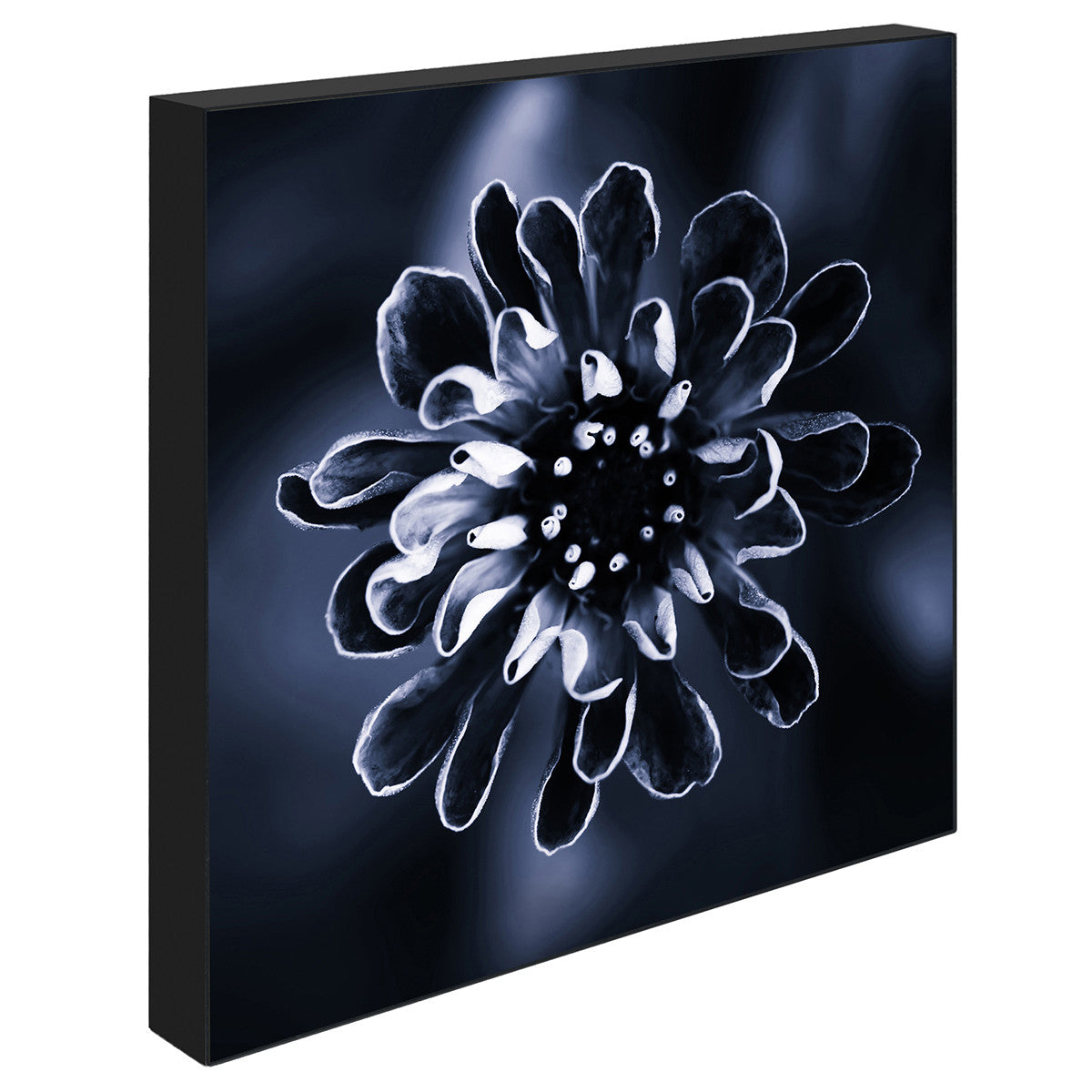 Daisy, 15cmx15cm art block