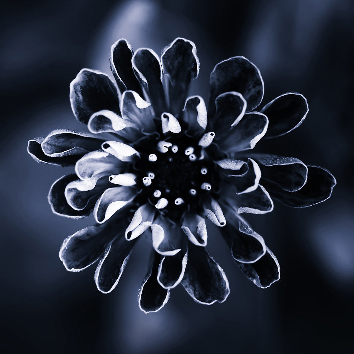 Daisy, 15cmx15cm art block