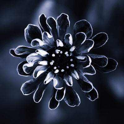 Daisy, 15cmx15cm art block