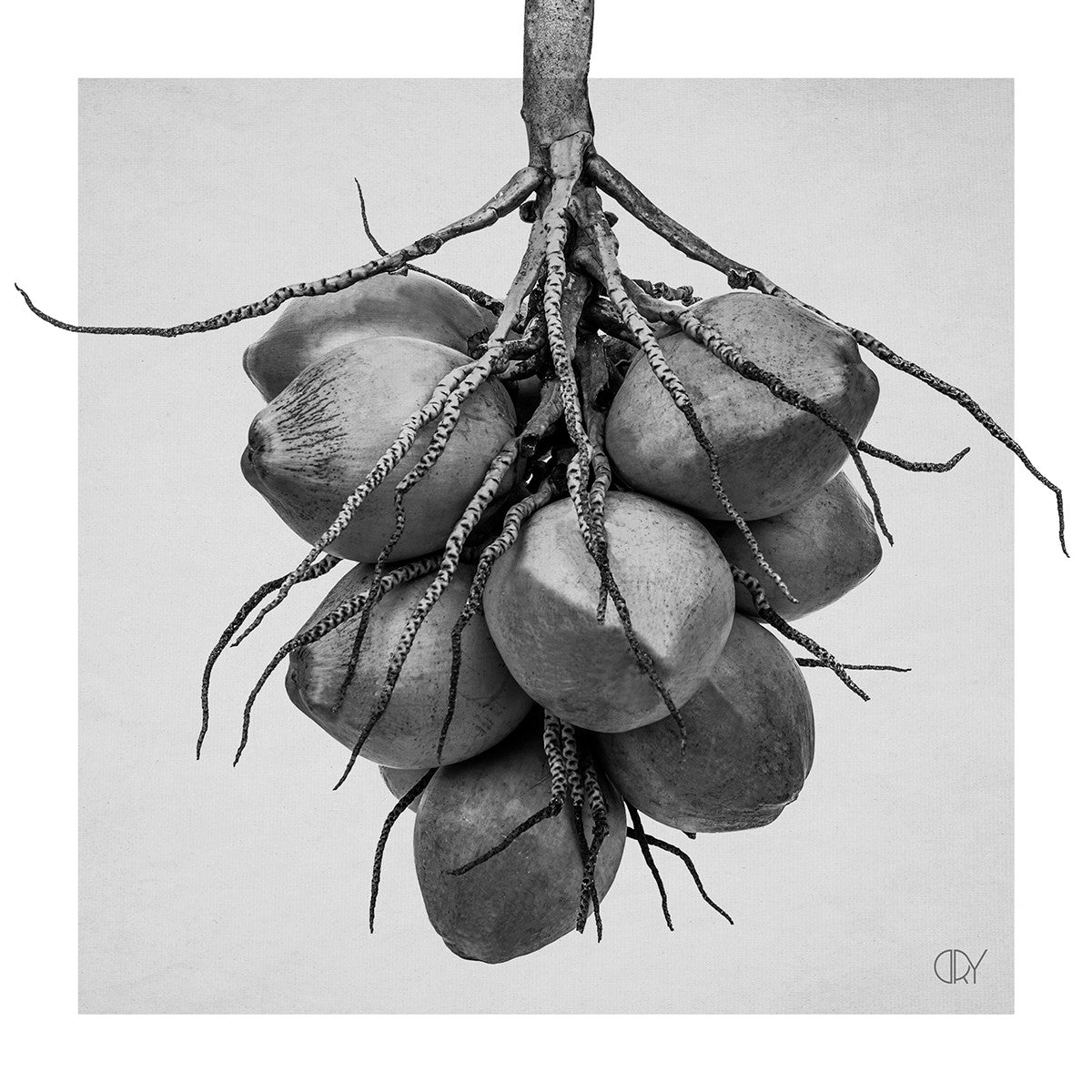 Kokos, 21cmx21cm art block