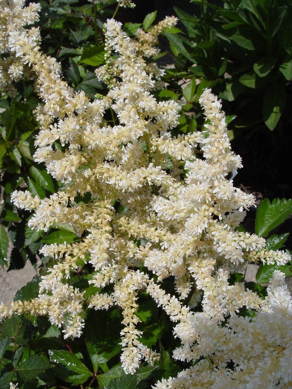 Astilbe - White - M