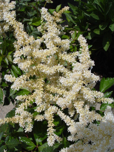 Astilbe - White - M