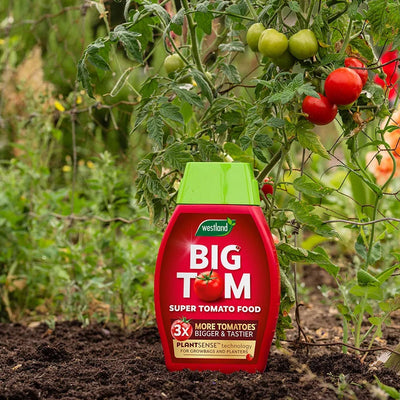 Big Tom Super Tomato Food