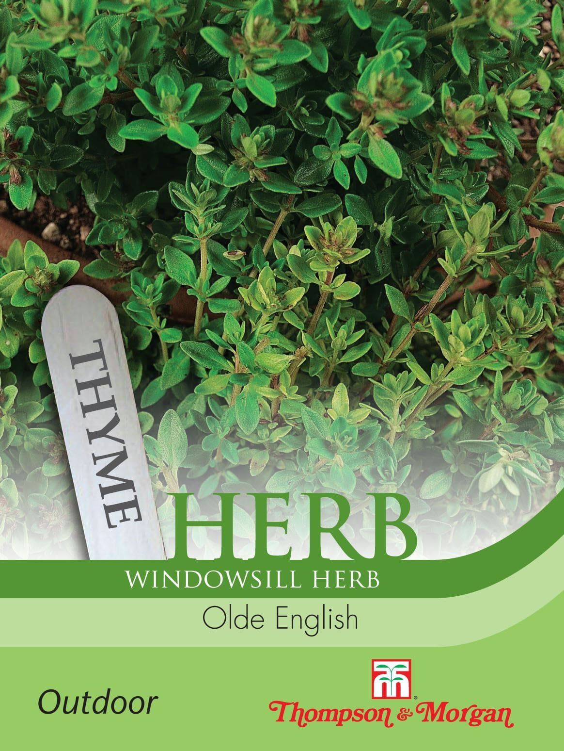 Herb Thyme Olde English