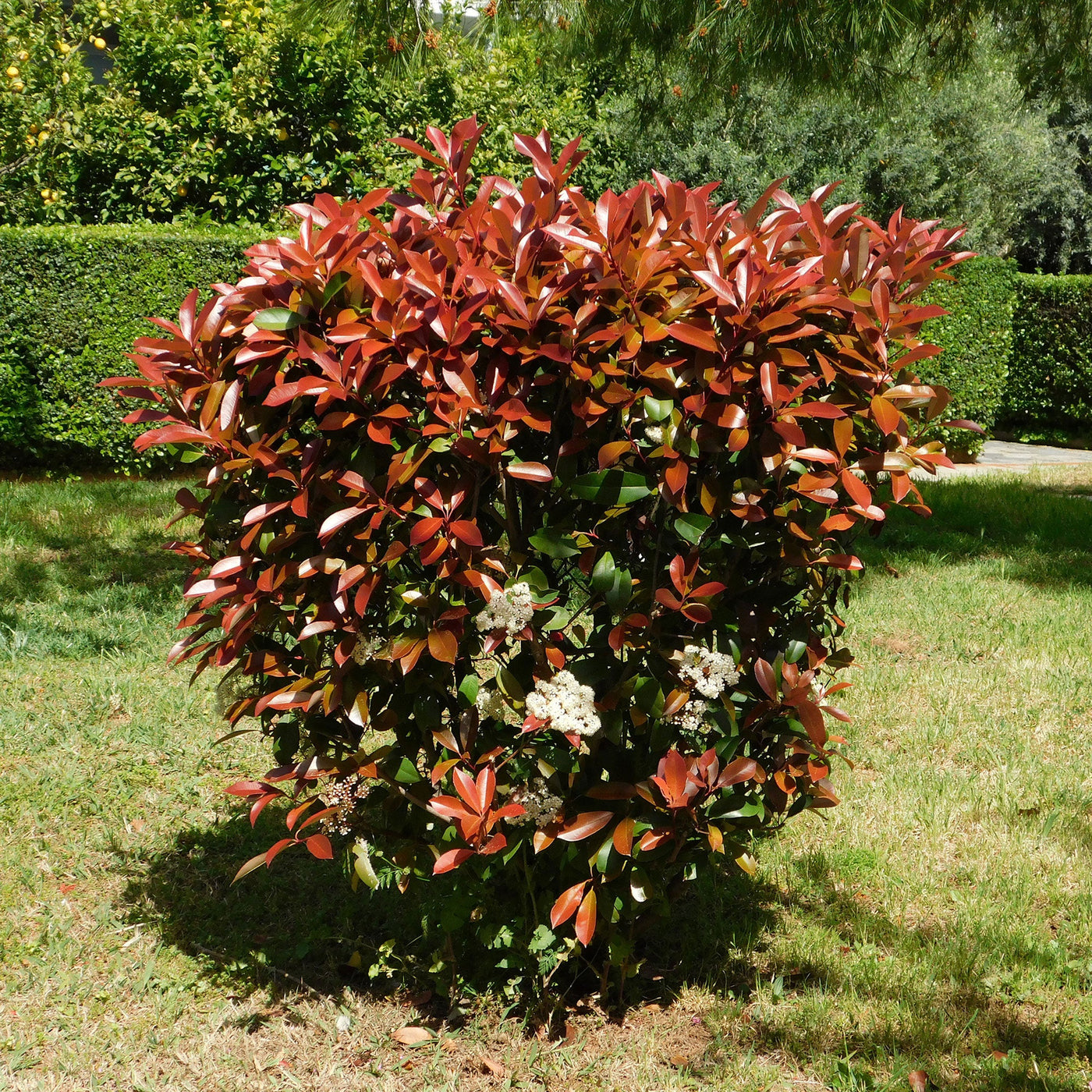 Photinia X Fraseri Nana CLT 7-10 1/4 F.