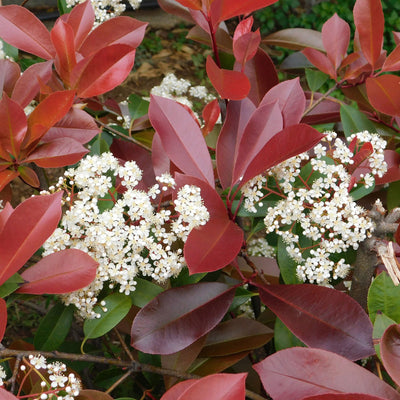 Photinia X Fraseri Red Robin CLT 60 Cassetta