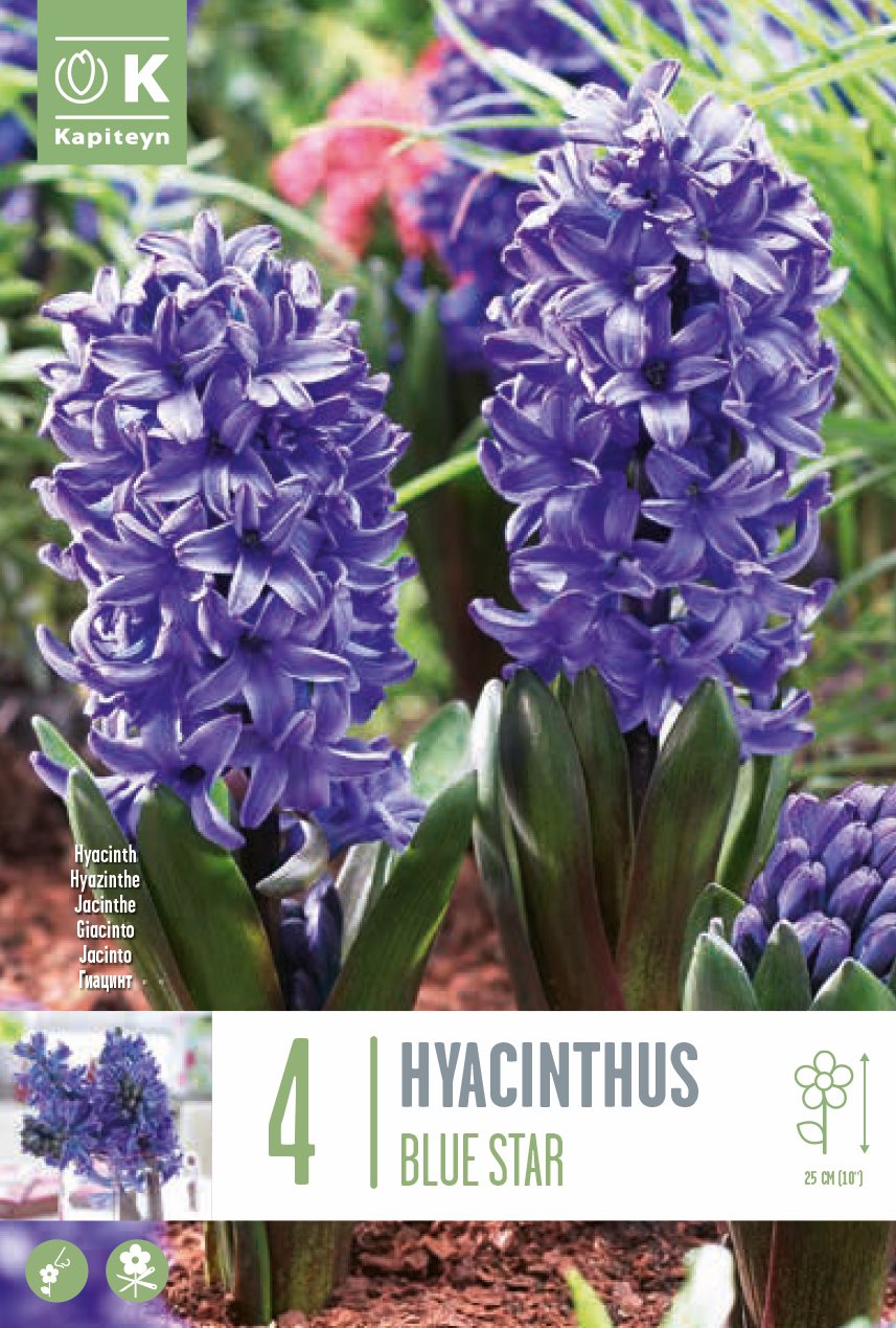 Hyacinthus Blue Star 16/17