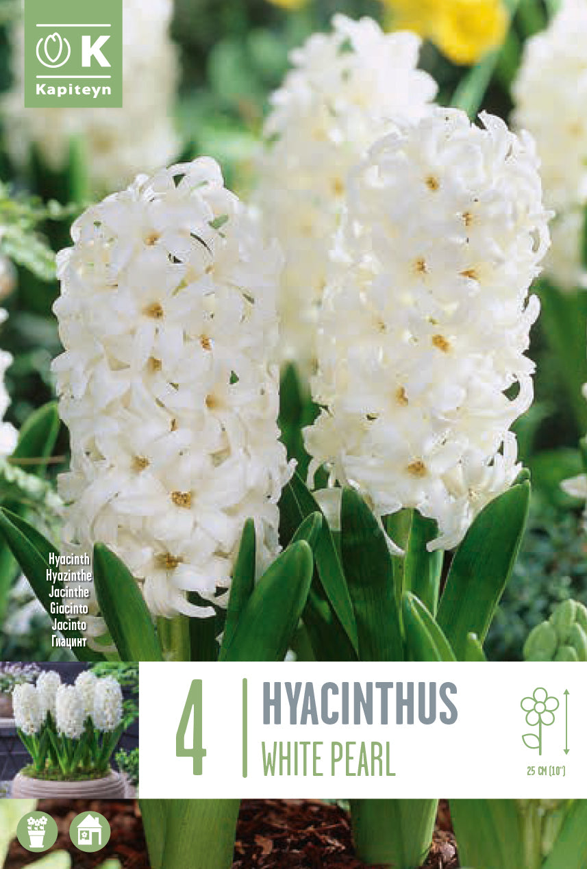 Hyacinthus White Pearl