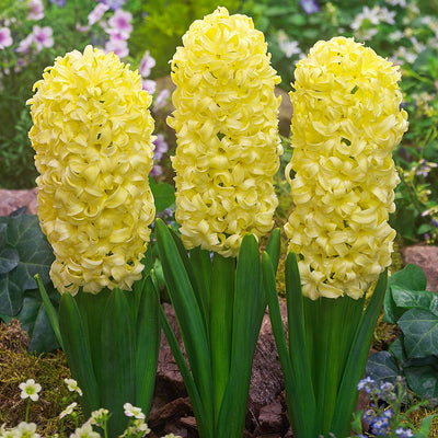 Hyacinthus City Of Haarlem  16/17