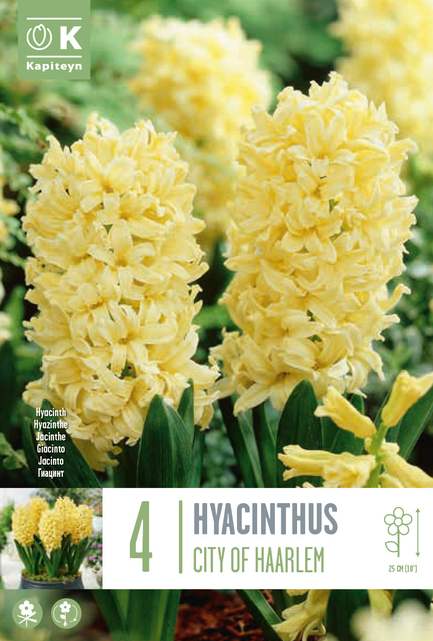 Hyacinthus City Of Haarlem  16/17