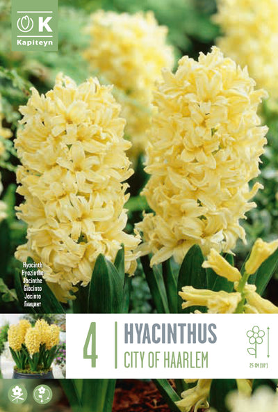 Hyacinthus City Of Haarlem  16/17