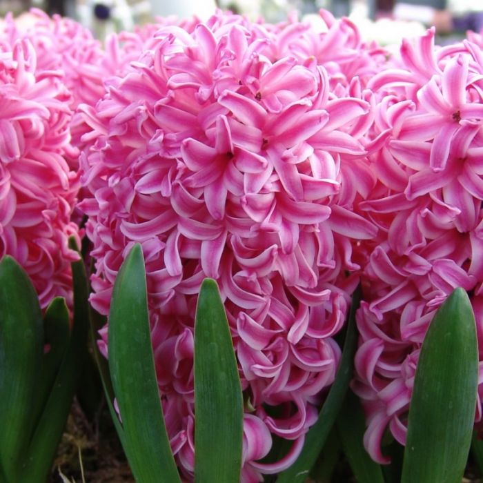 Hyacinthus Pink Pearl 16/17