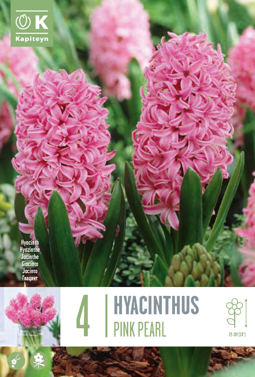 Hyacinthus Pink Pearl 16/17