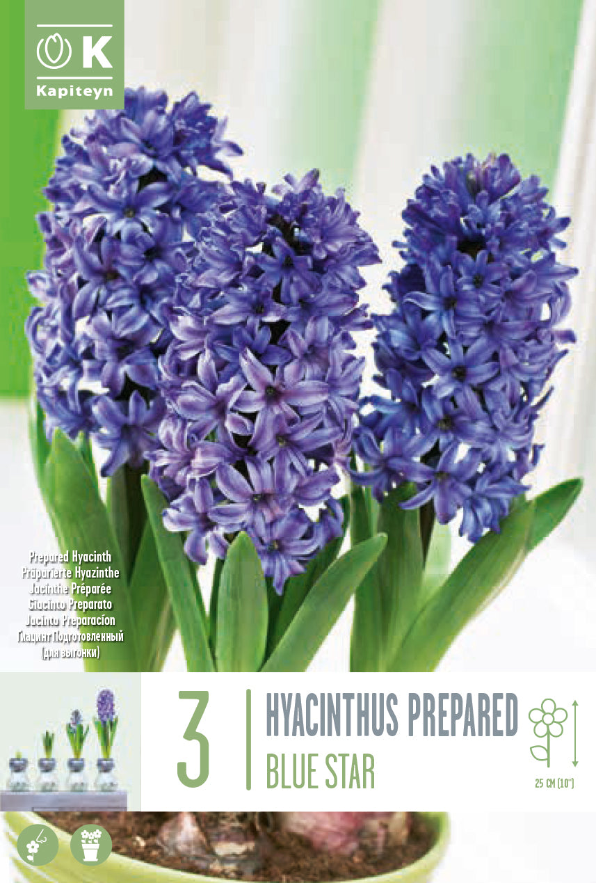 Hyacinthus Ef Blue Star