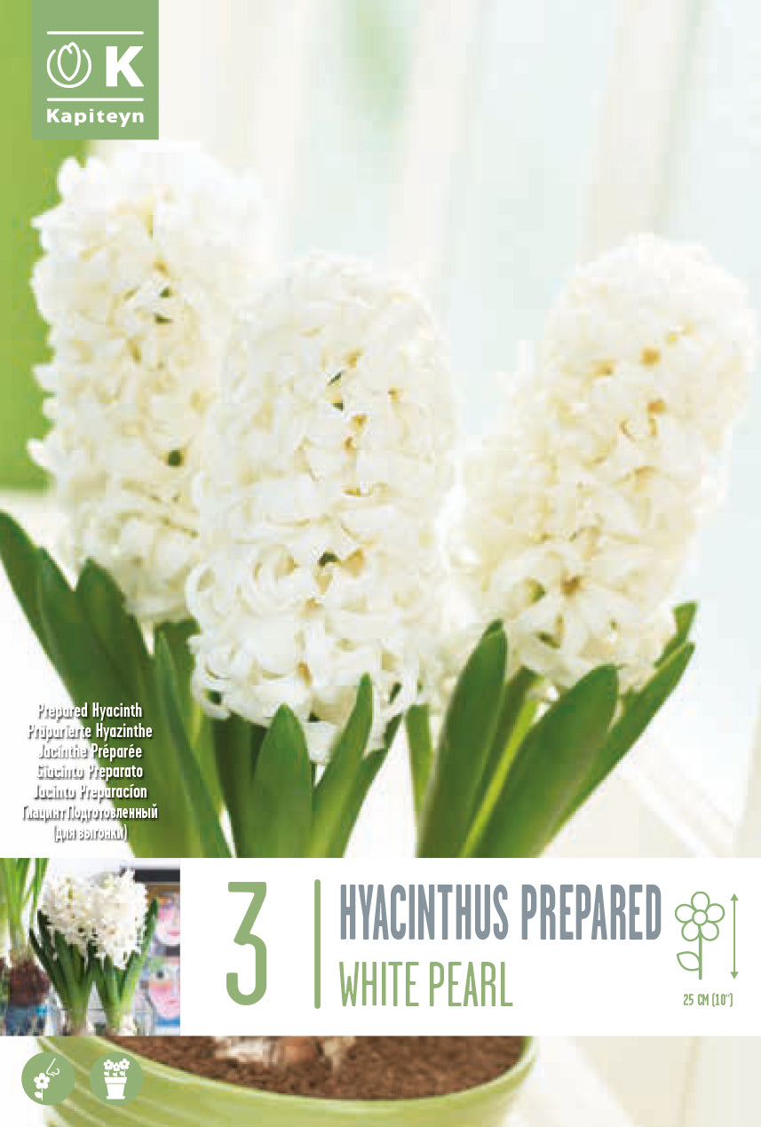 Hyacinthus Ef White Pearl