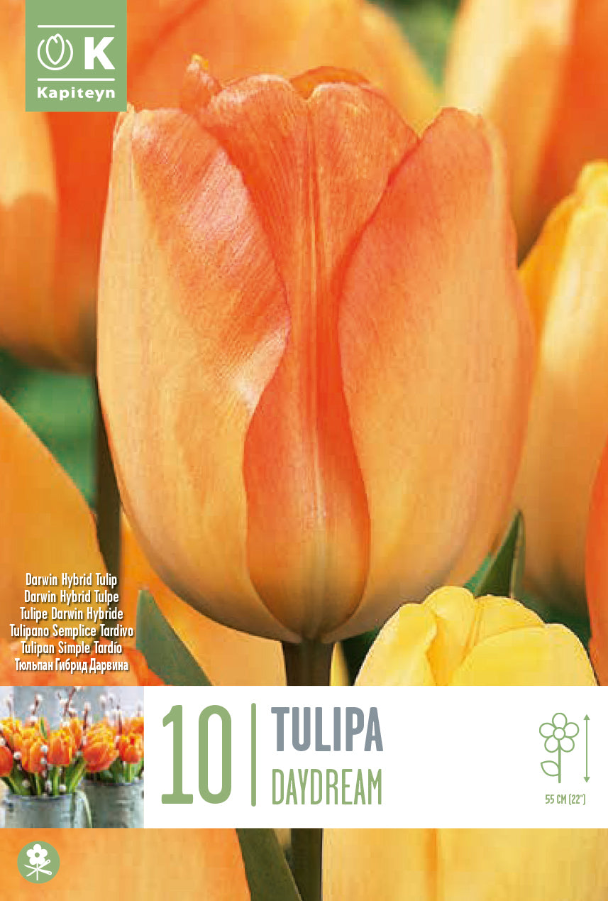 Tulipa Daydream 11/12