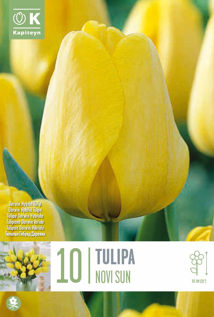Tulipa Novisun