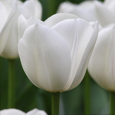 Tulipa Royal Virgin