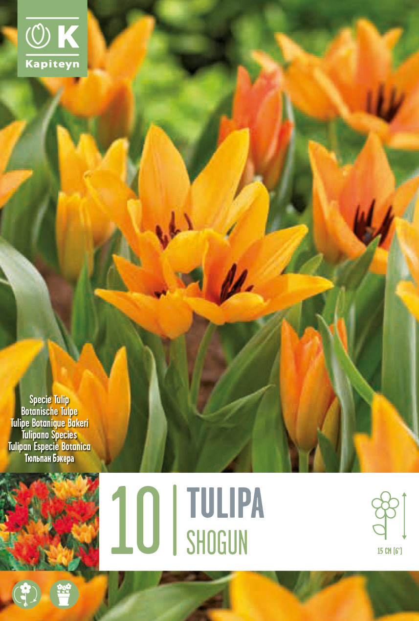 Tulipa Praestans Shogun 8/9