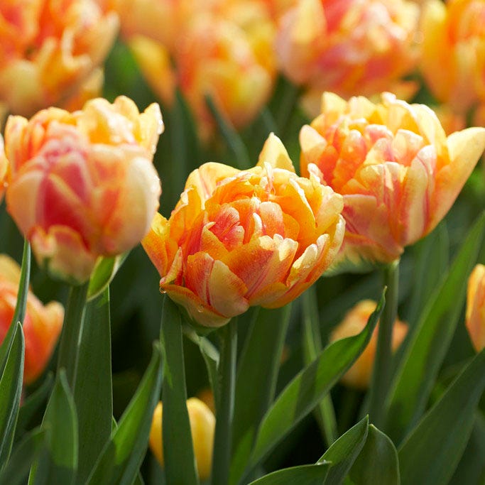 Tulipa Foxy Foxtrot