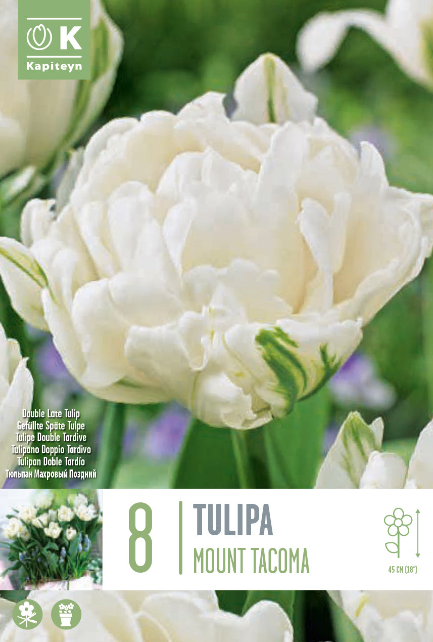 Tulipa Mount Tacoma