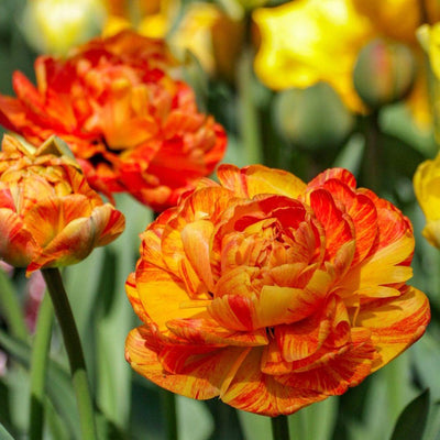 Tulipa Sun Lover 12/+