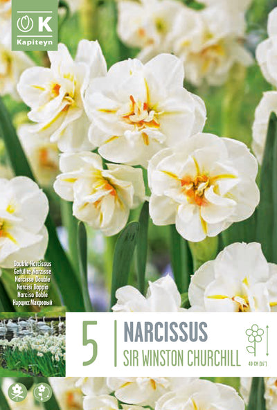 Narcissus Sir Winston Churchill