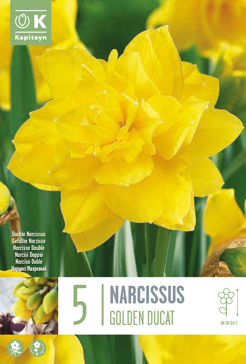 Narcissus Golden Ducat