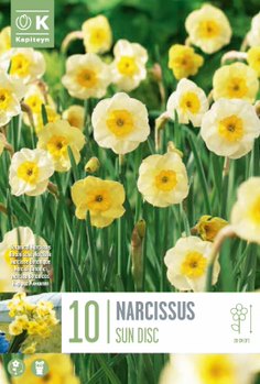 Narcissus Sundisc