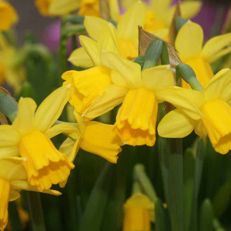 Narcissus Tete A Tete  Z10/11