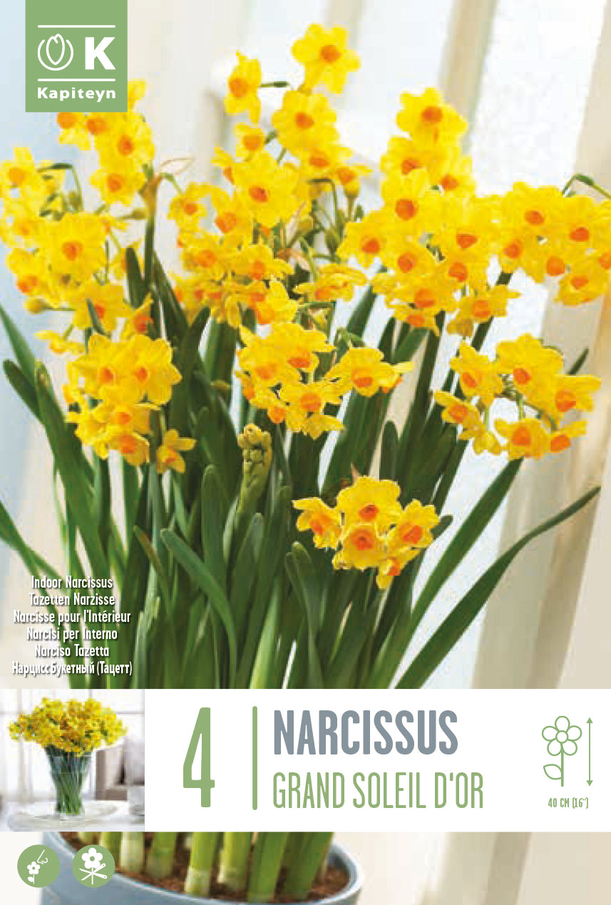 Narcissus Grand Soleil D'Or