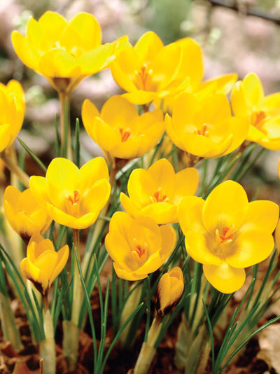 Crocus Yellow Mammouth