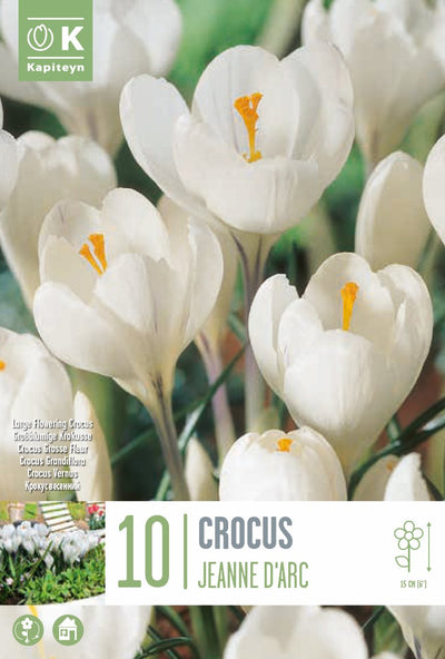 Crocus Jeanne D'Arc  8/9