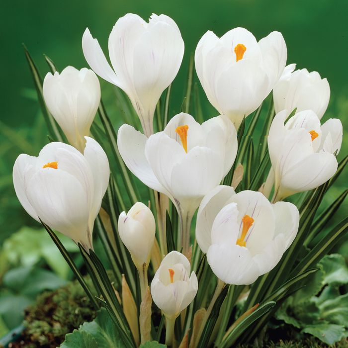Crocus Jeanne D'Arc  8/9