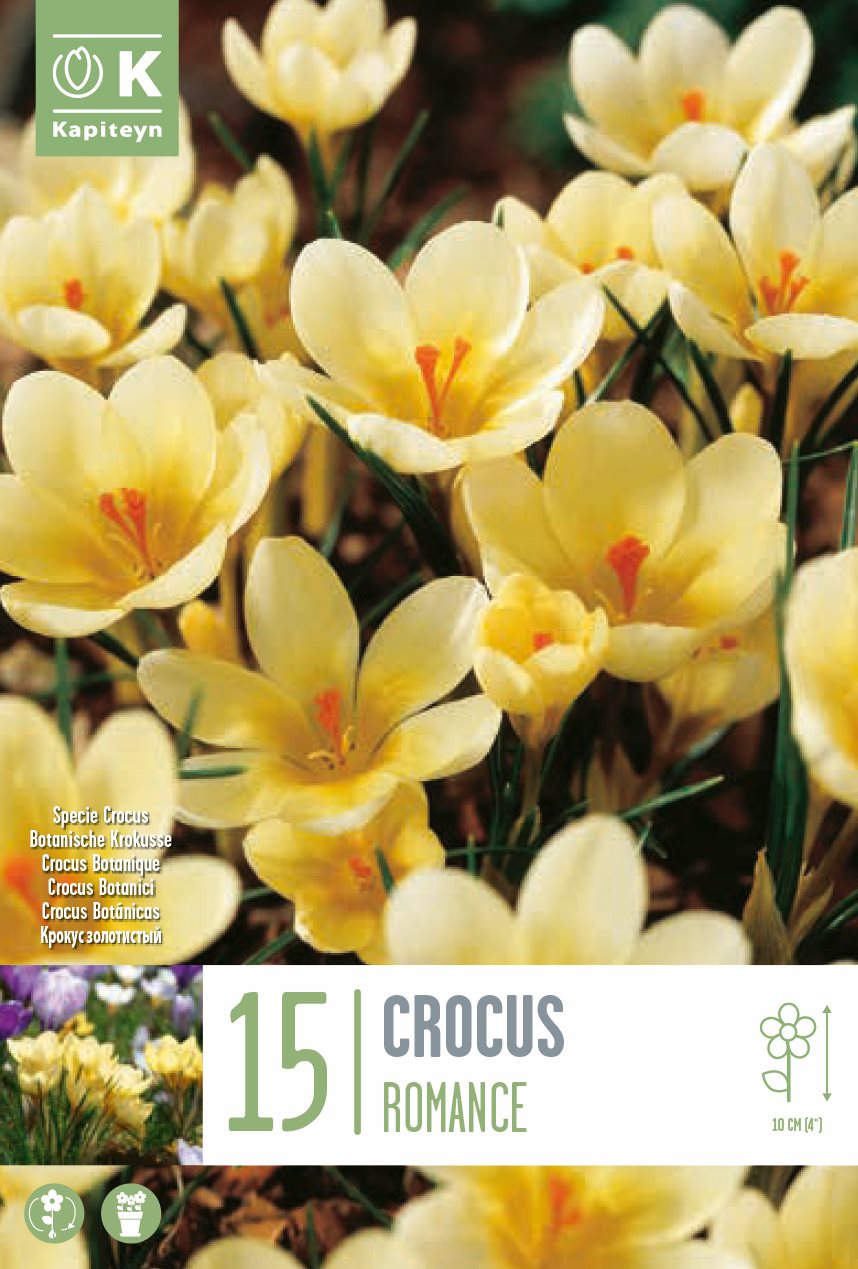 Crocus Romance