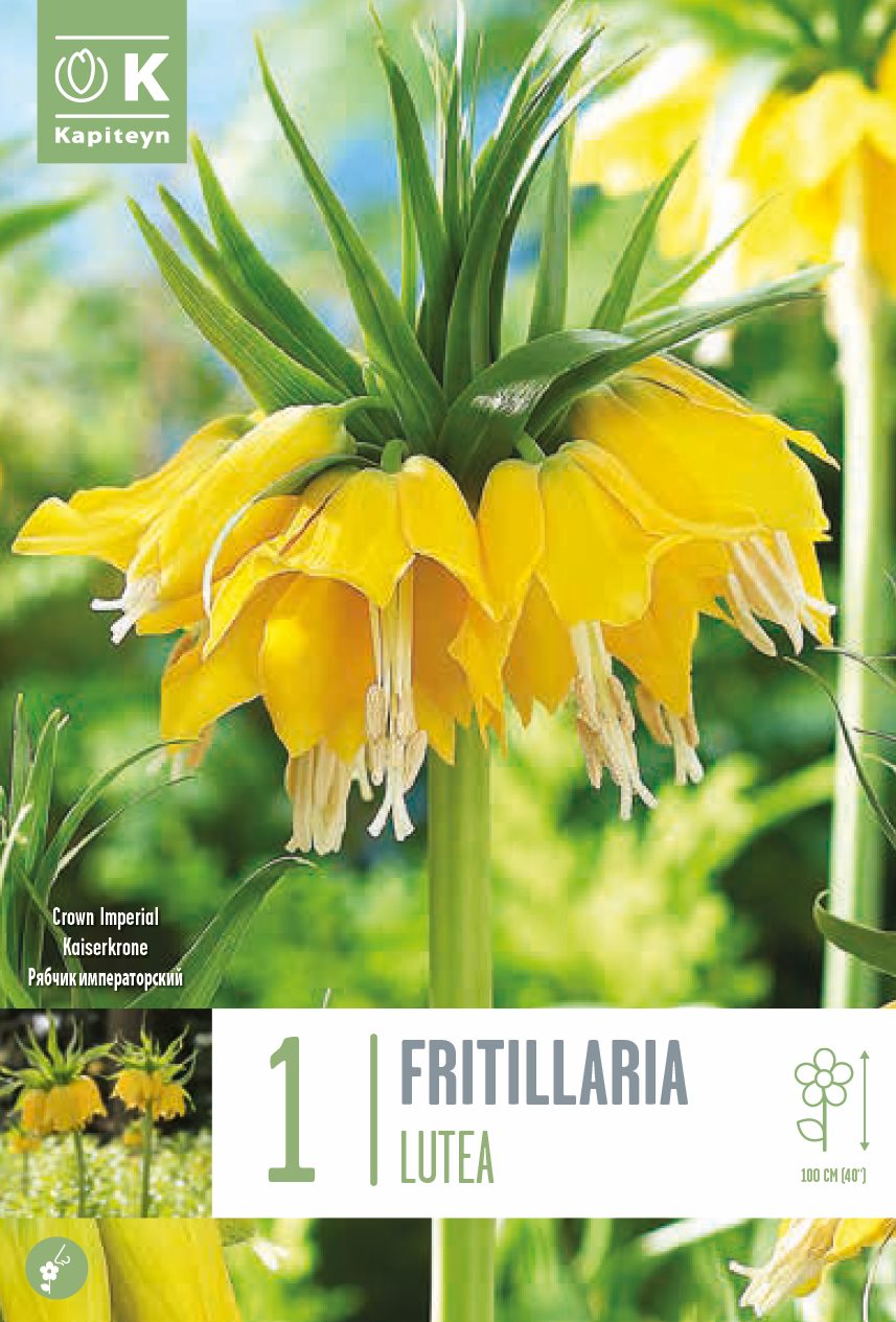 Fritillaria Lutea